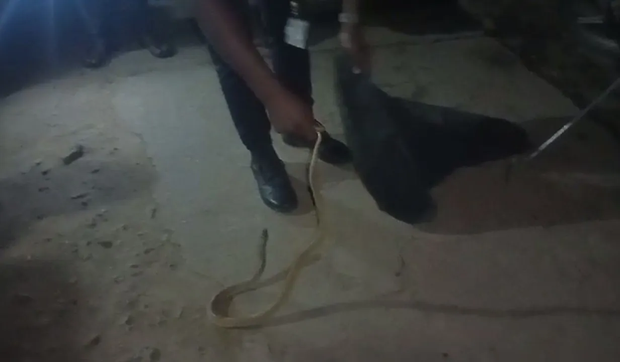  Odisha woman collapses, dies after sighting cobra in her backyard