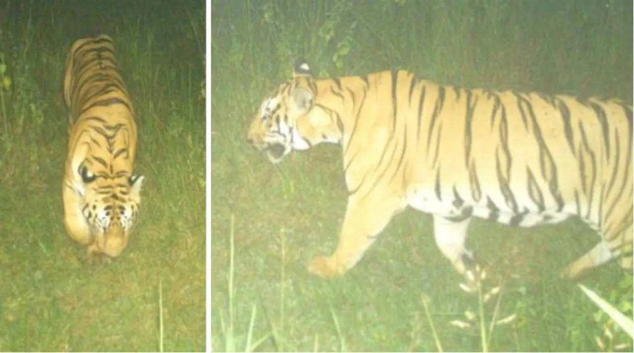  Tiger sighted in Mahendragiri forests in Odisha