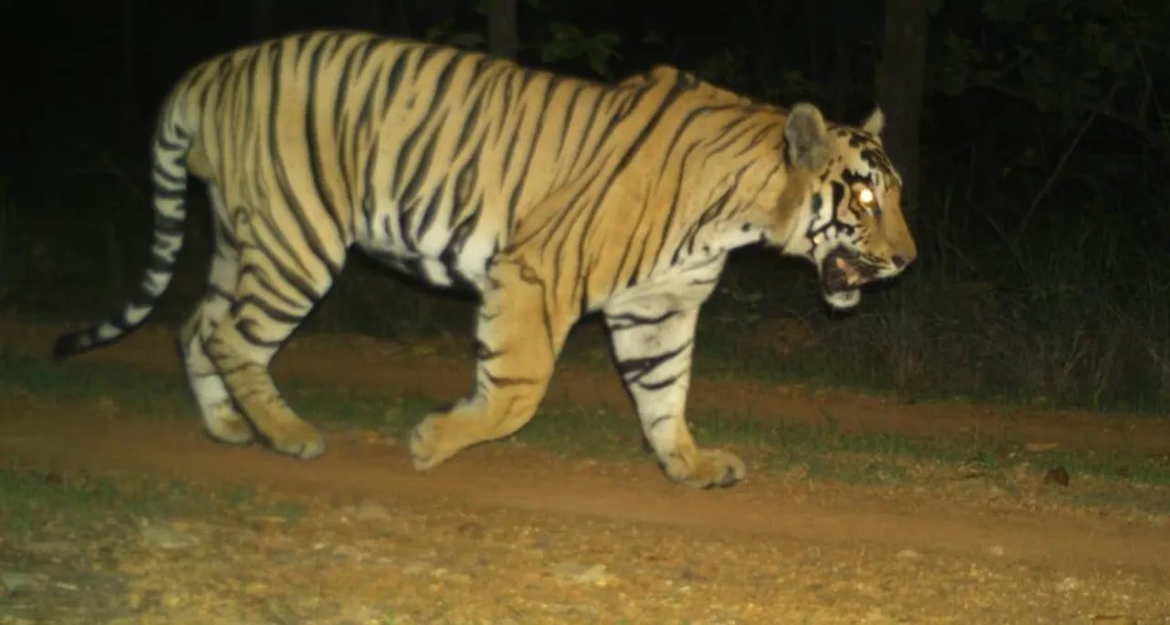  (Watch) Tiger sighted again in this Odisha sanctuary