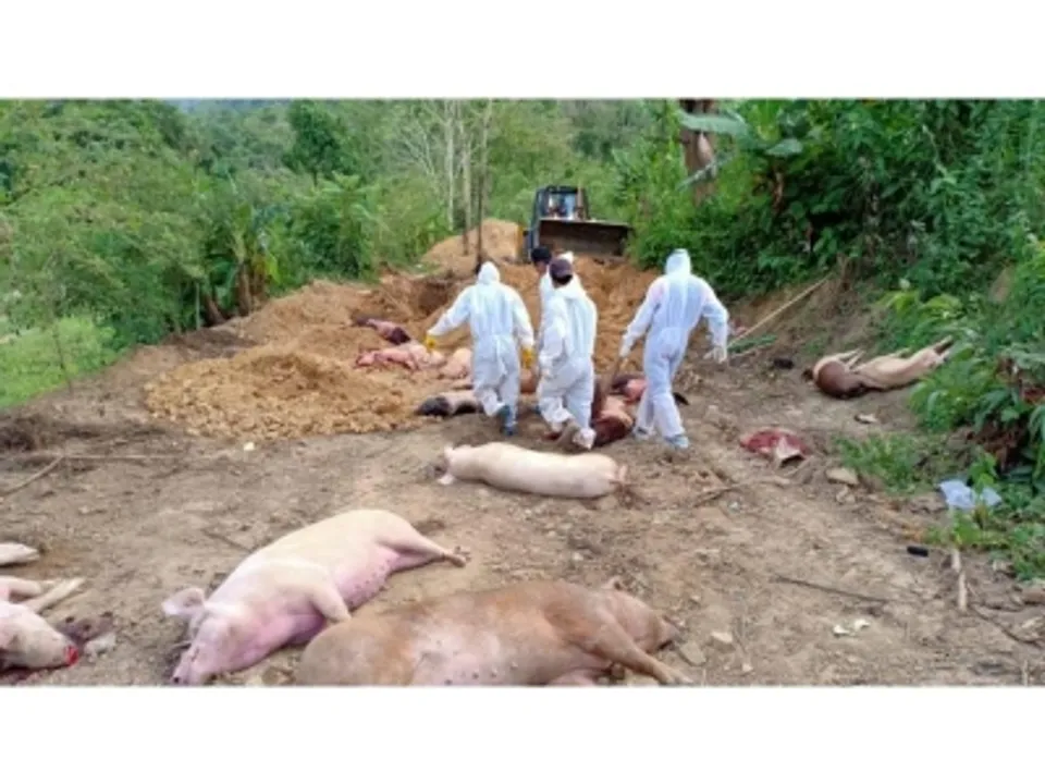  Ethnic violence hit Manipur now battling African Swine Fever