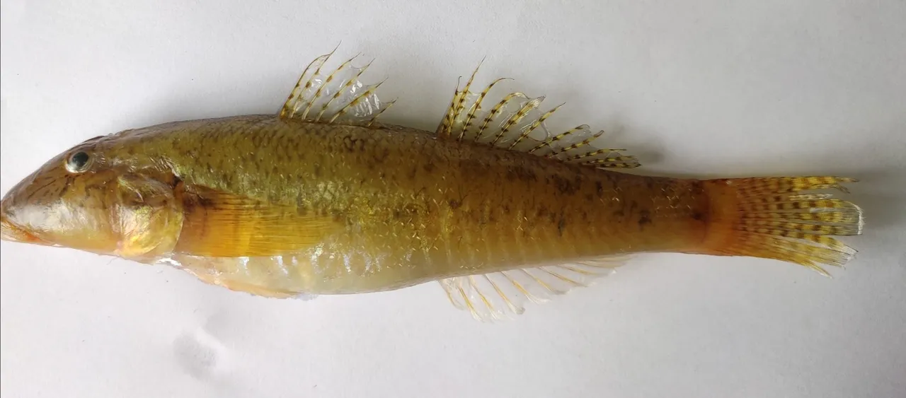 New species of fish discovered in Odisha's Sonepur