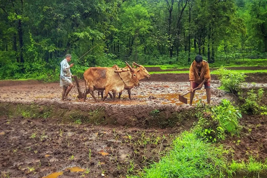  Odisha SRC advises for protection of crops ahead of forecasted cyclone