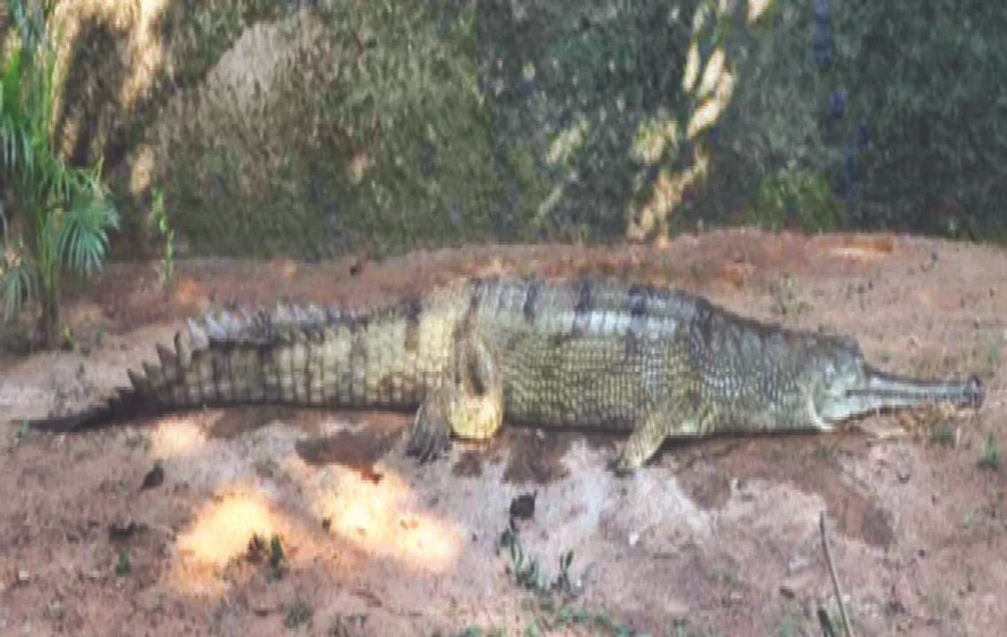  Gharial rescued from sea in Odisha new guest at Nandankanan Zoo