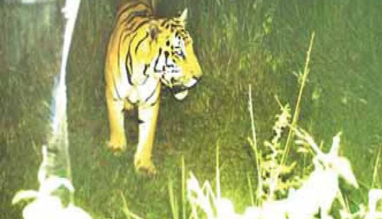  Forest dept deploys 40 staffers to track tiger sighted in Odisha’s Gajapati