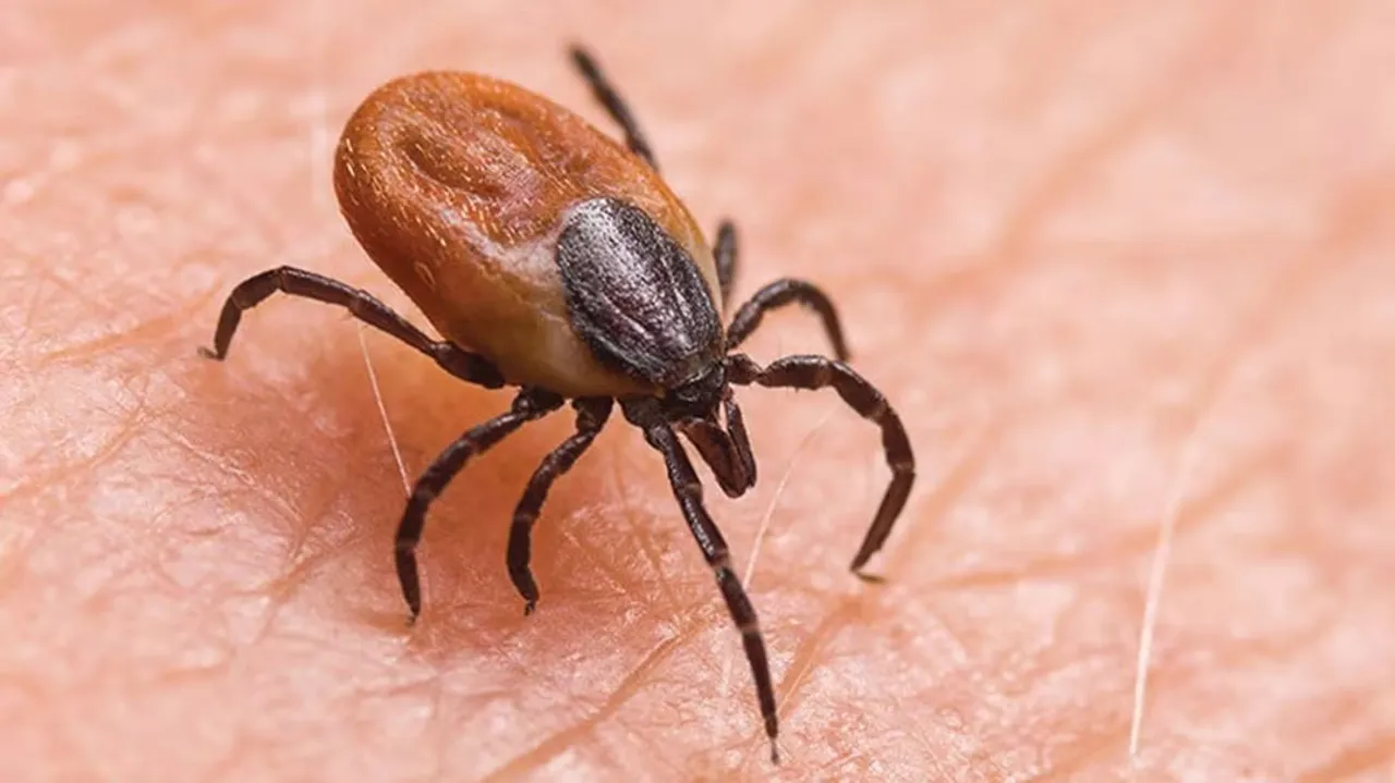  With 6 new scrub typhus cases in Odisha's Sundargarh, tally reaches 361