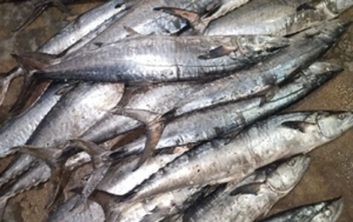  CMFRI identifies two more seer fish species in Indian waters