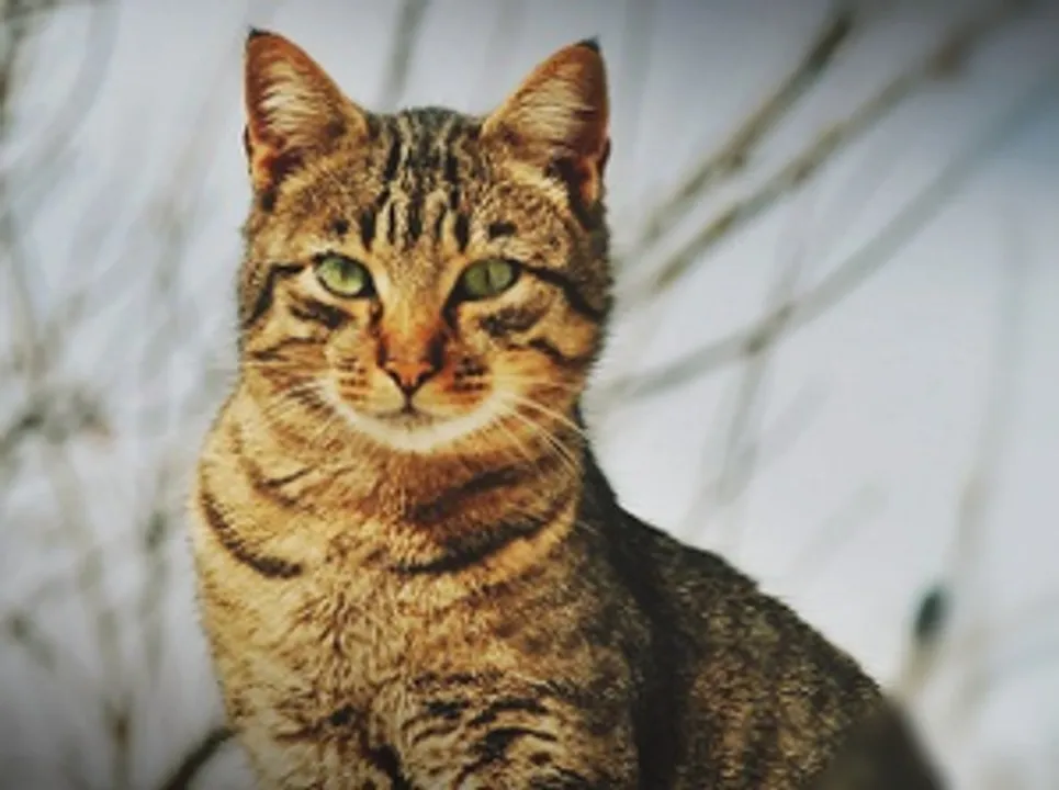  UK detects 1st case of deadly cat coronavirus that killed 8,000 felines in Cyprus