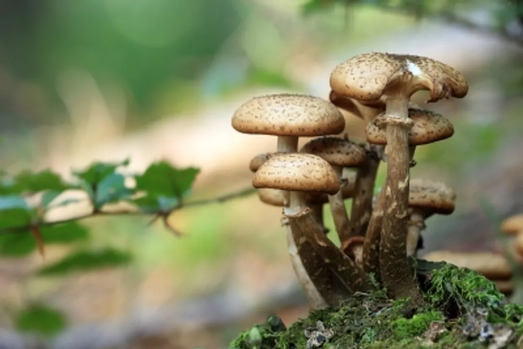  Japan detects above-limit radioactive cesium in locally grown mushroom