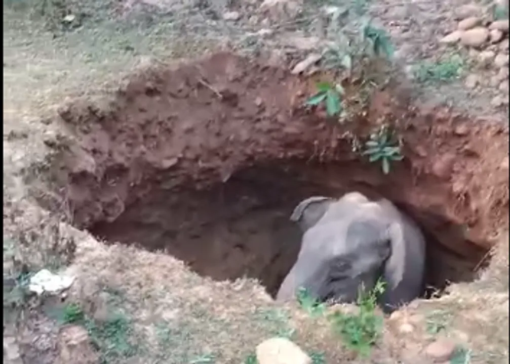  (Watch) Tusker falls into abandoned well in Odisha’s Angul; rescued