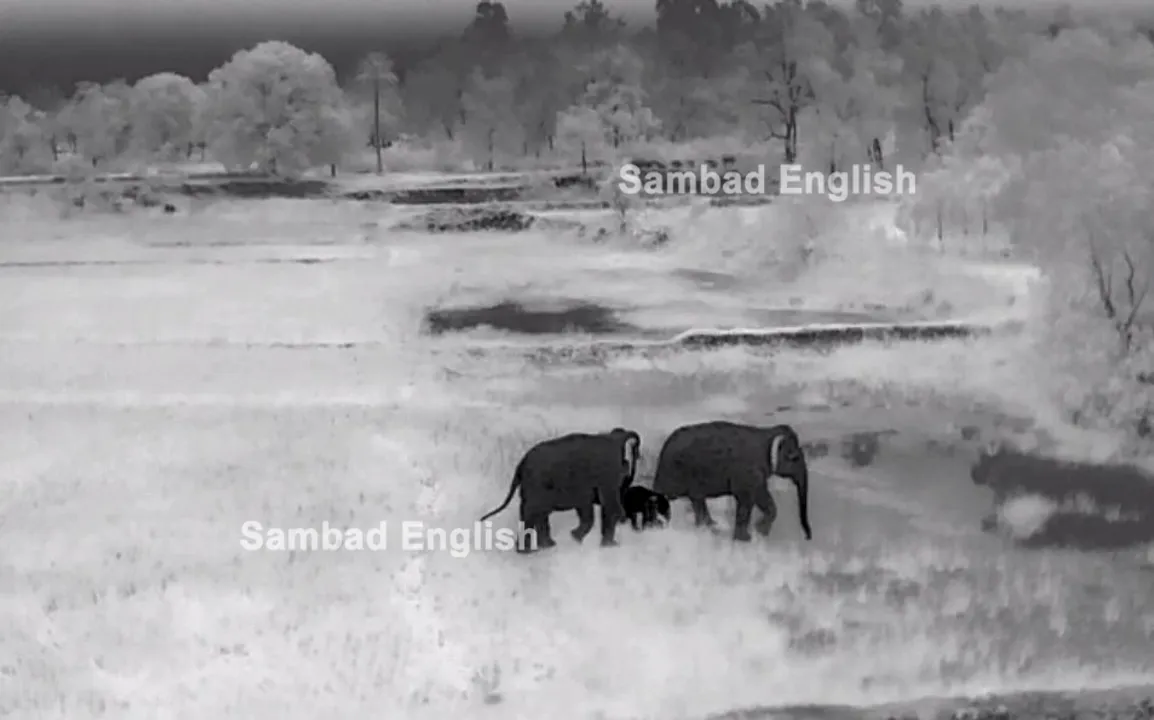  [Watch]: Elephant calf captured in thermal camera while being escorted into forest in Odisha's Keonjhar