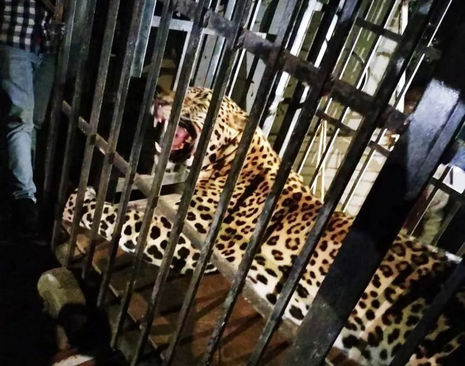  Leopard spreading havoc in Odisha's Nuapada captured
