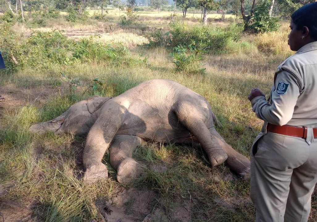  Tusker dies of electrocution in Odisha’s Keonjhar; 2nd such death in last 10 days