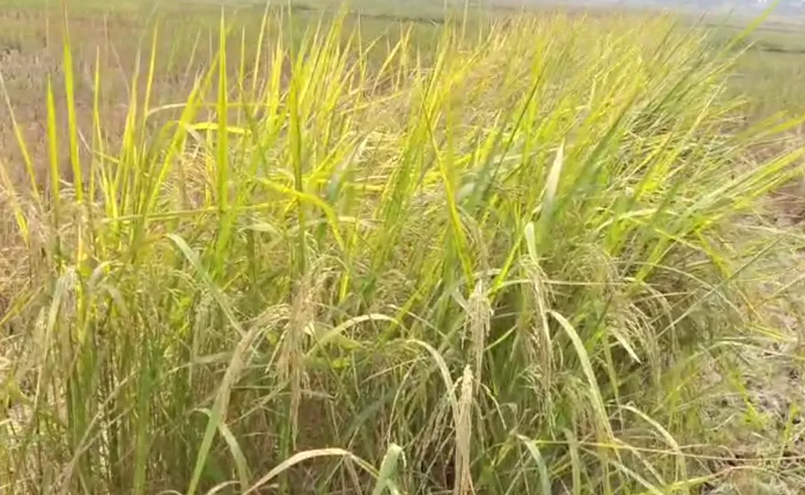  Odisha-based NRRI develops 9 new varieties of paddy
