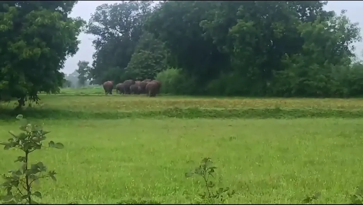  Elephant tramples man to death in Odisha's Sundargarh