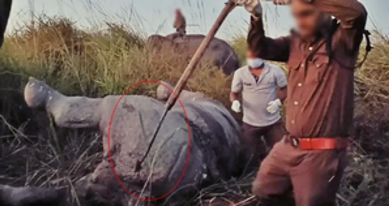  Assam: Man arrested for killing rhino in Kaziranga