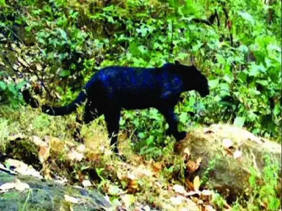  Odisha Forest dept clueless about black leopard sighted 5 years ago