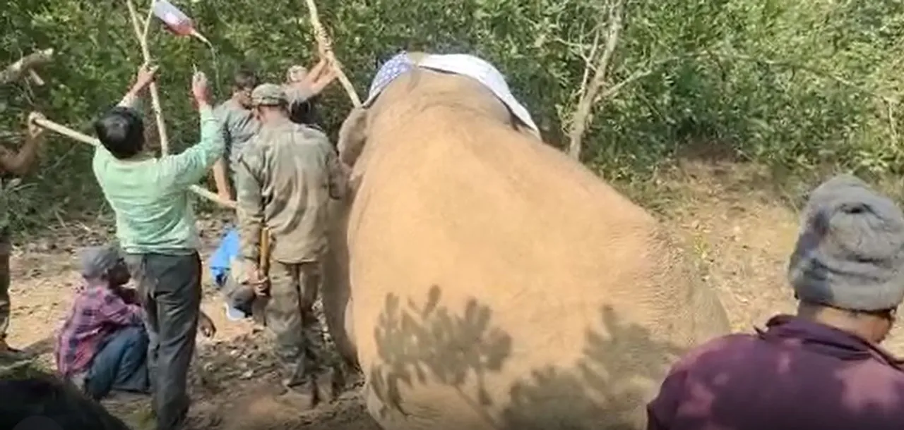  Injured elephant dies during treatment in forest in Odisha's Nayagarh