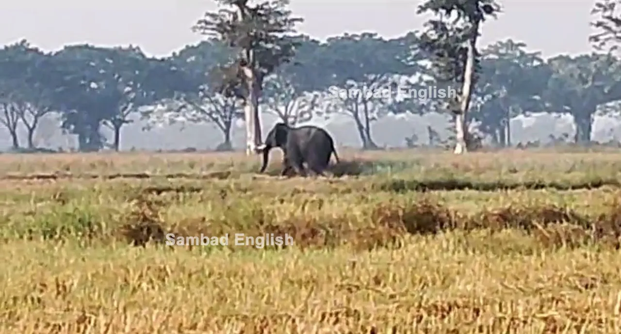  Tusker tramples man to death in Odisha’s Bargarh; locals panic