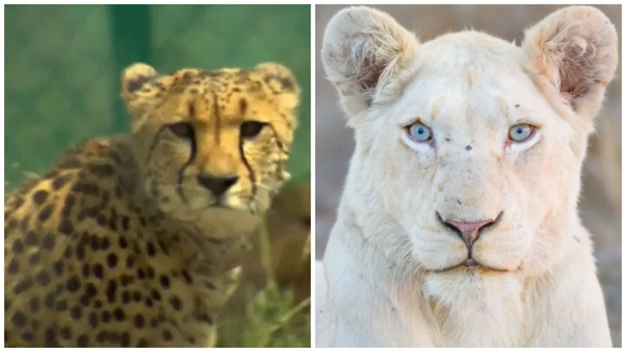  Odisha: Nandankanan to get cheetahs, white lions from abroad soon