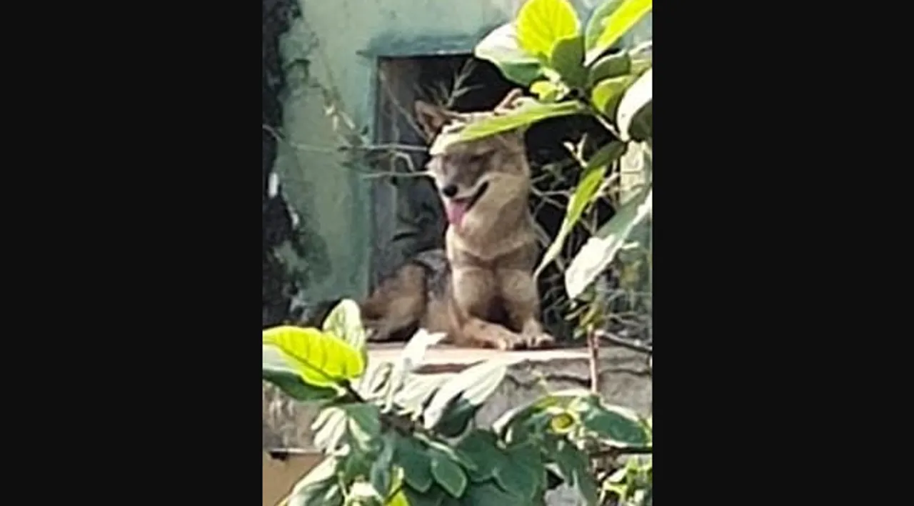  (Watch) Jackal found roaming on Grand Road at Odisha’s Puri town