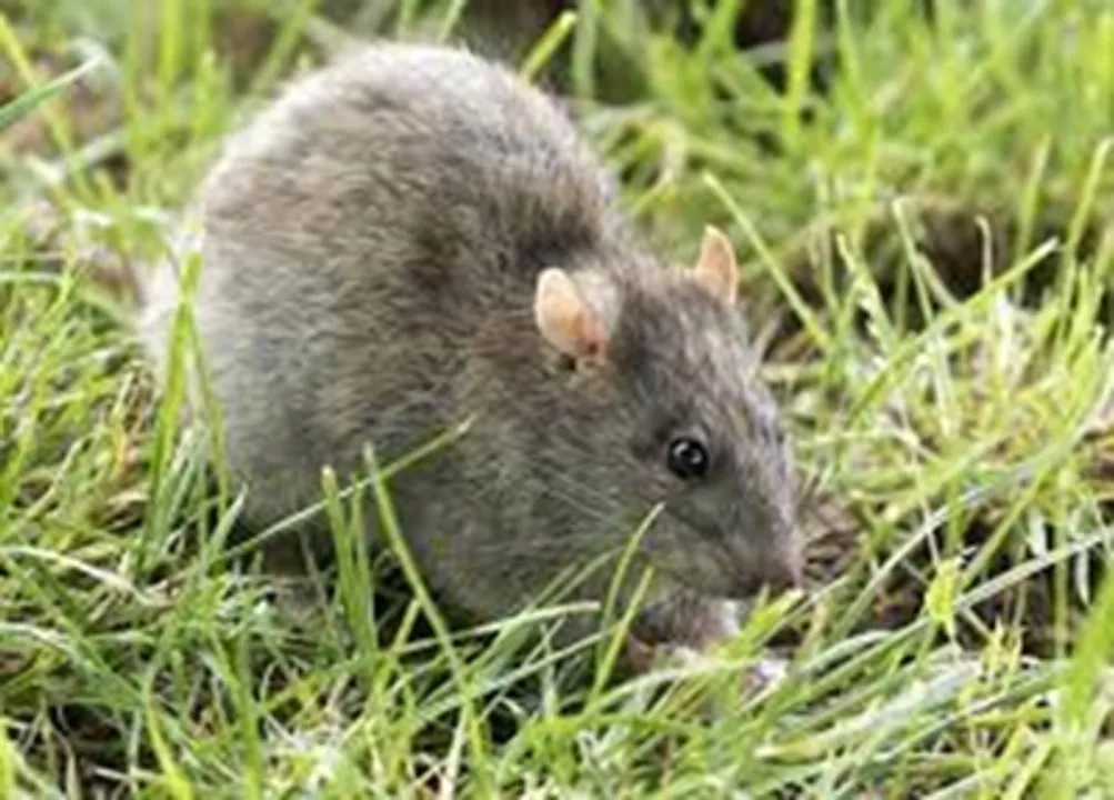  Ukrainian, Russian troops suffer from 'exceptional levels of rat infestation'
