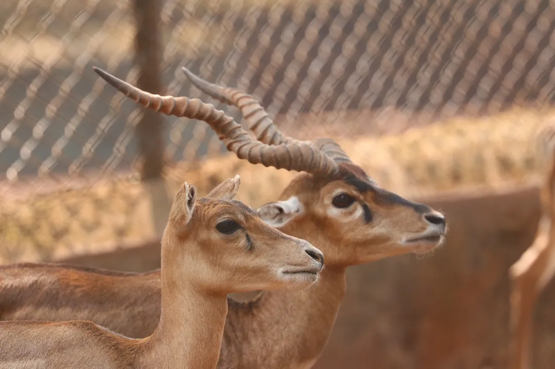 Odisha: Blackbuck, nilgai to wow visitors at Sambalpur Zoo soon