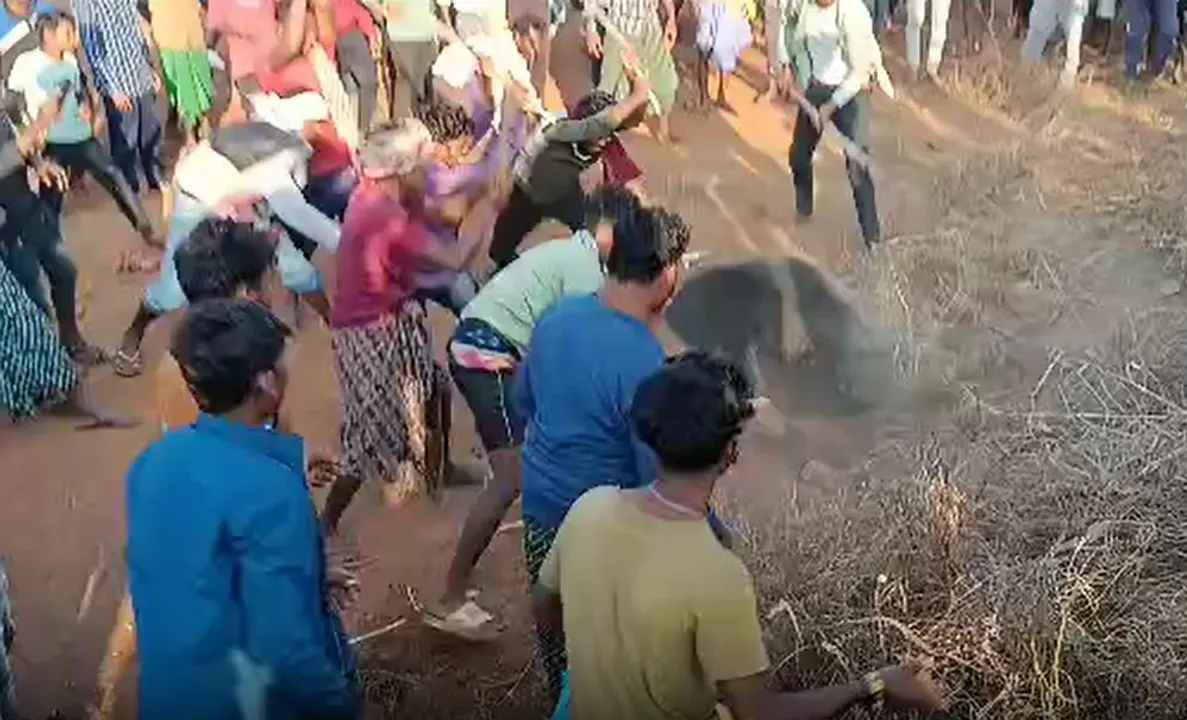  Bear which killed man thrashed to death by villagers in Odisha's Nabarangpur