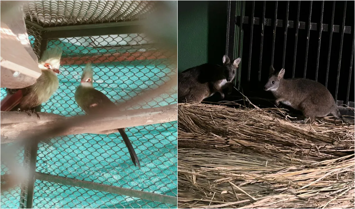  Odisha zoo adds wallaby, livingstone turaco pairs in its cap