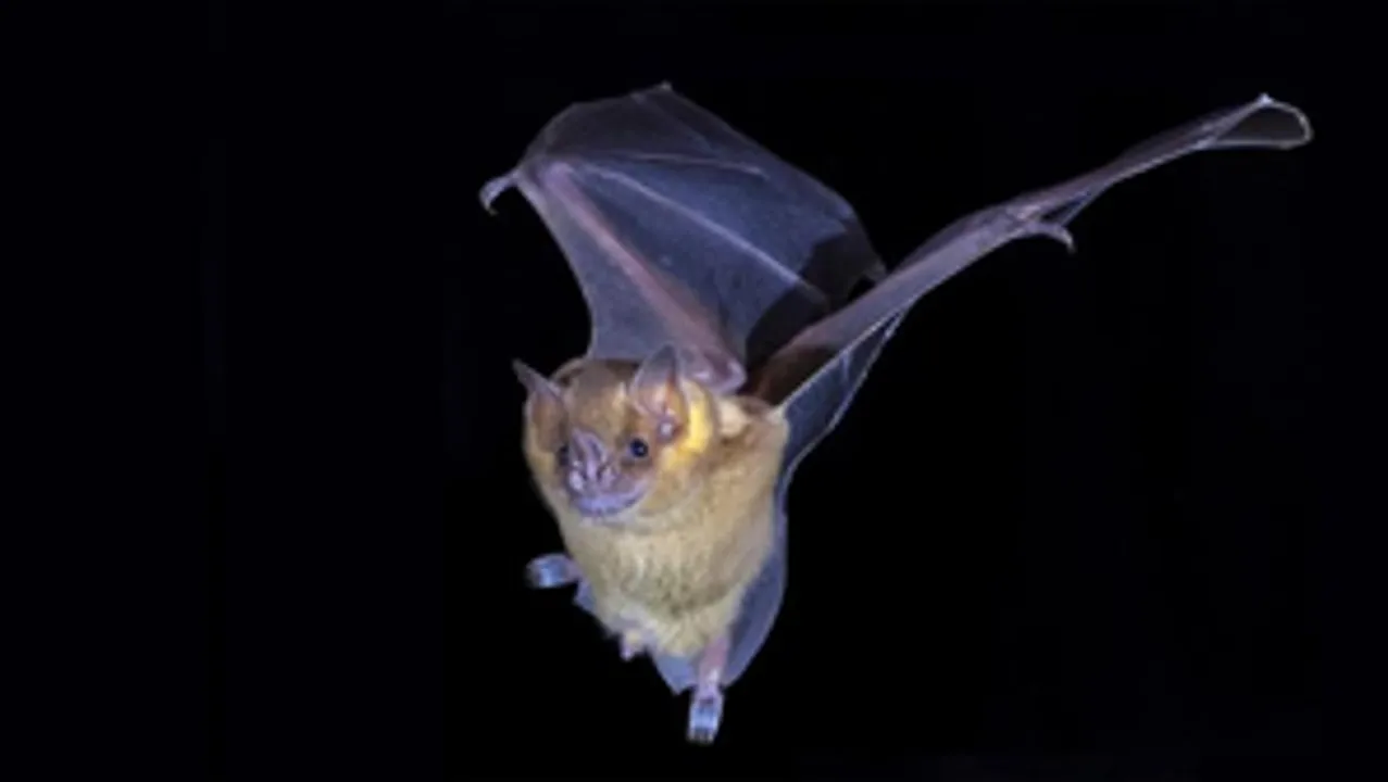  New deadly bat virus with zoonotic potential found in Thailand: Report