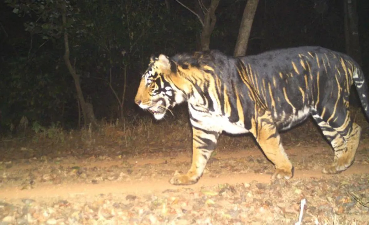  World’s first black tiger safari coming up near Odisha’s Similipal