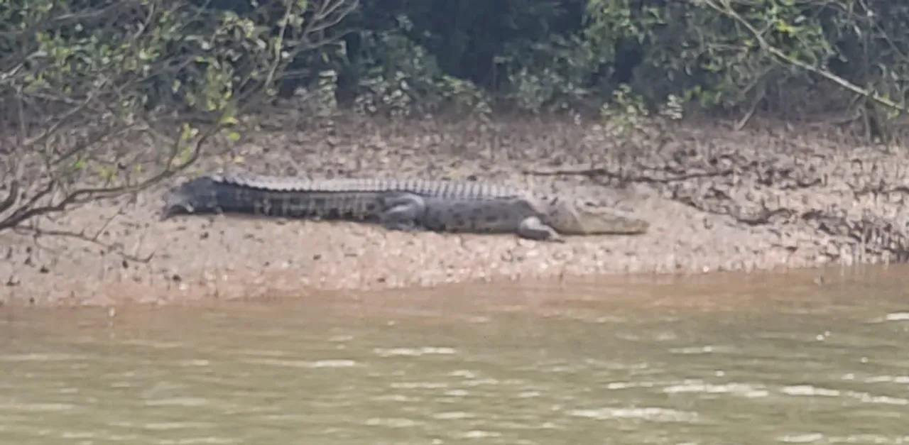  Saltwater crocodile count up in Odisha’s Bhitarkanika