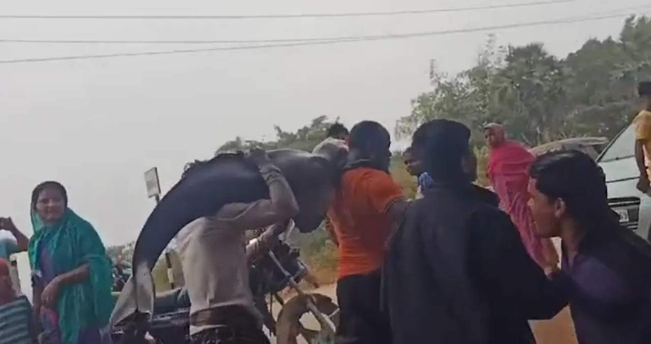  [WATCH] Odisha villagers rescue dolphin from river, release it in pond