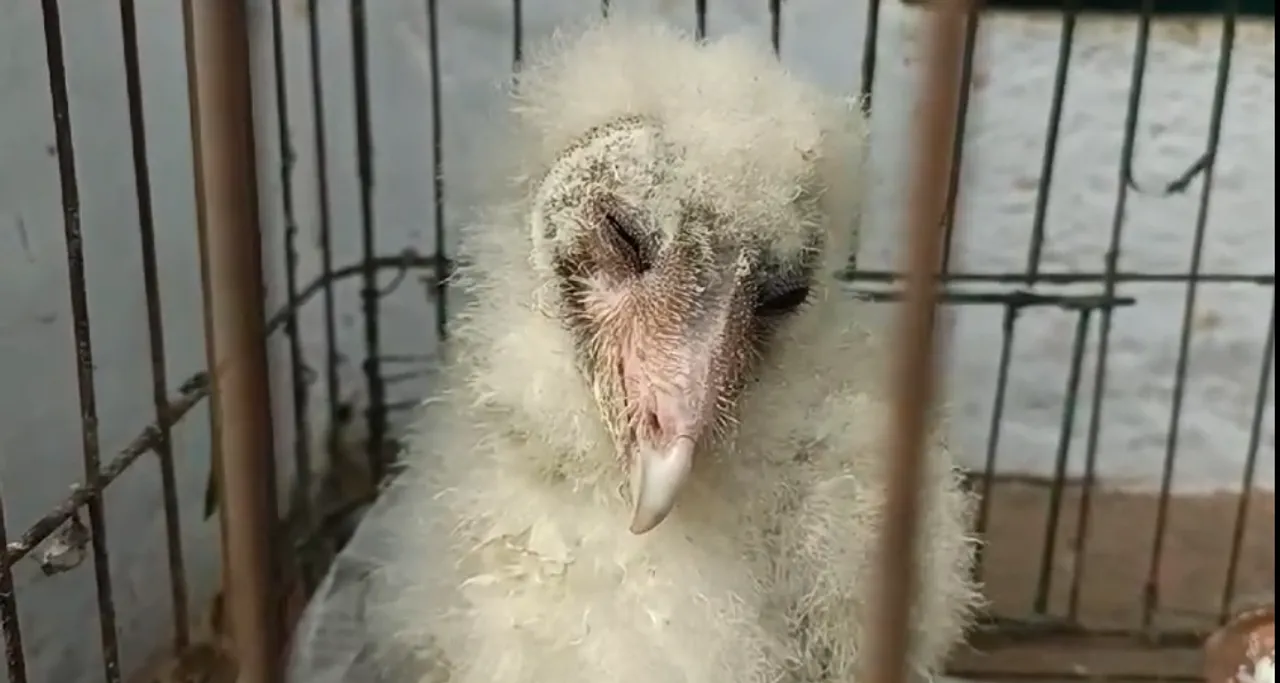  Rare species of bird rescued in Odisha’s Khurda district