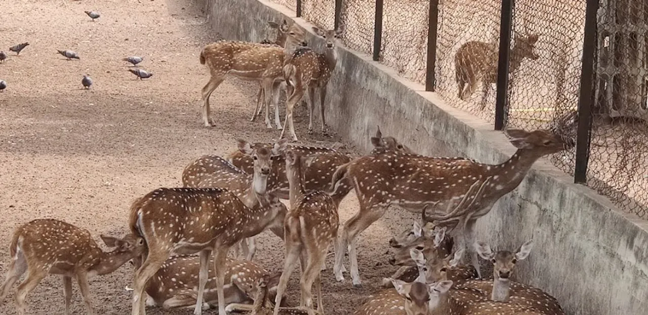  All deer from Cuttack Deer Park to be shifted to Chandaka
