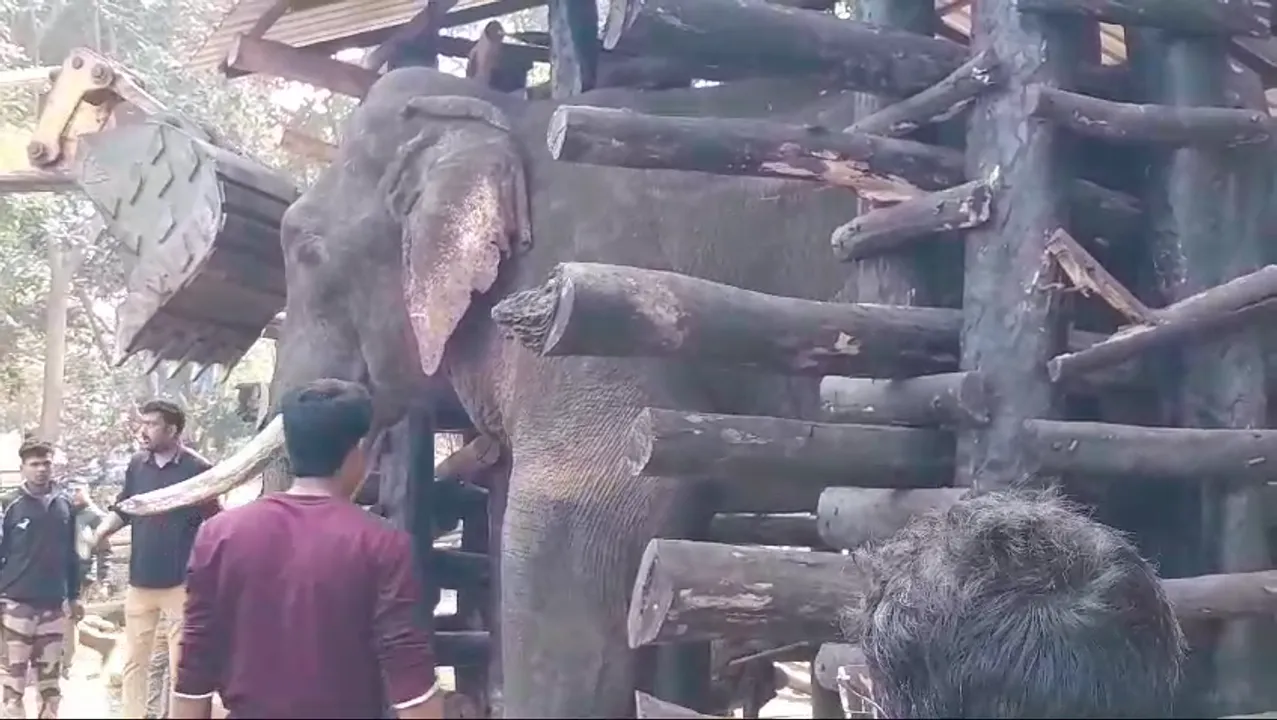  Odisha: Tusker relocated to Kapilash Elephant Rescue Center dies