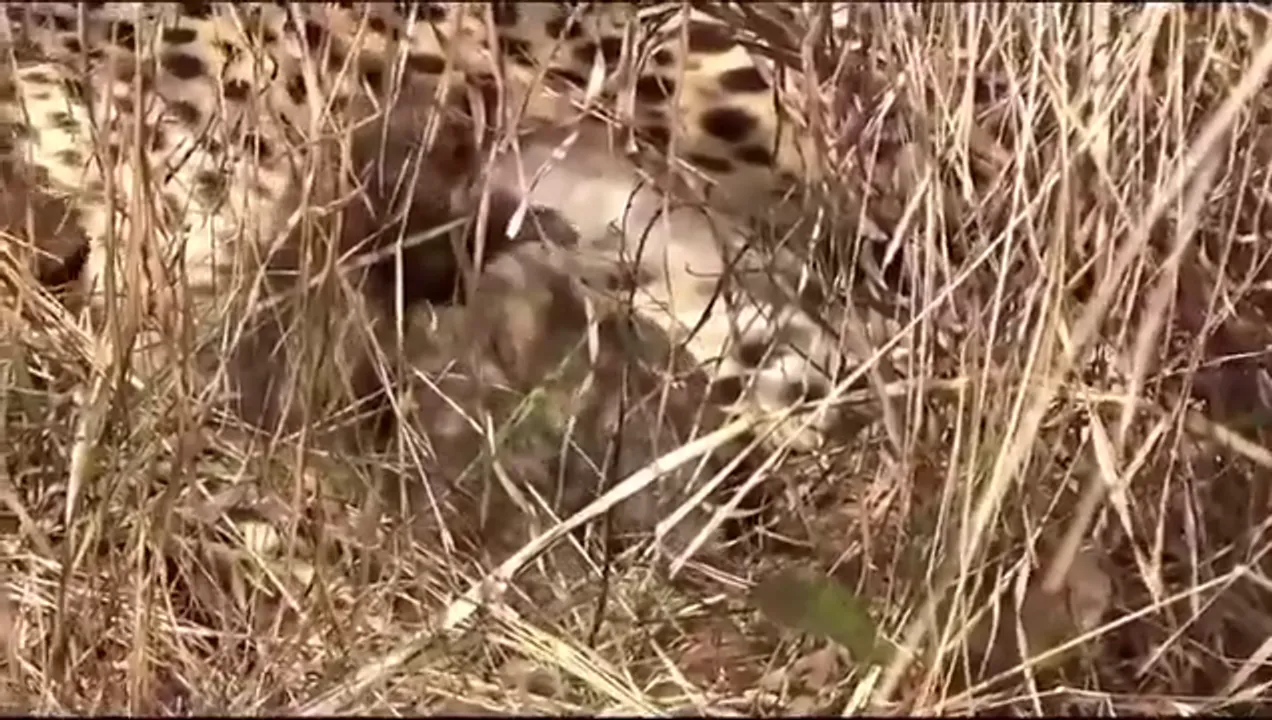  Namibian cheetah 'Jwala' gives birth to three cubs in Kuno