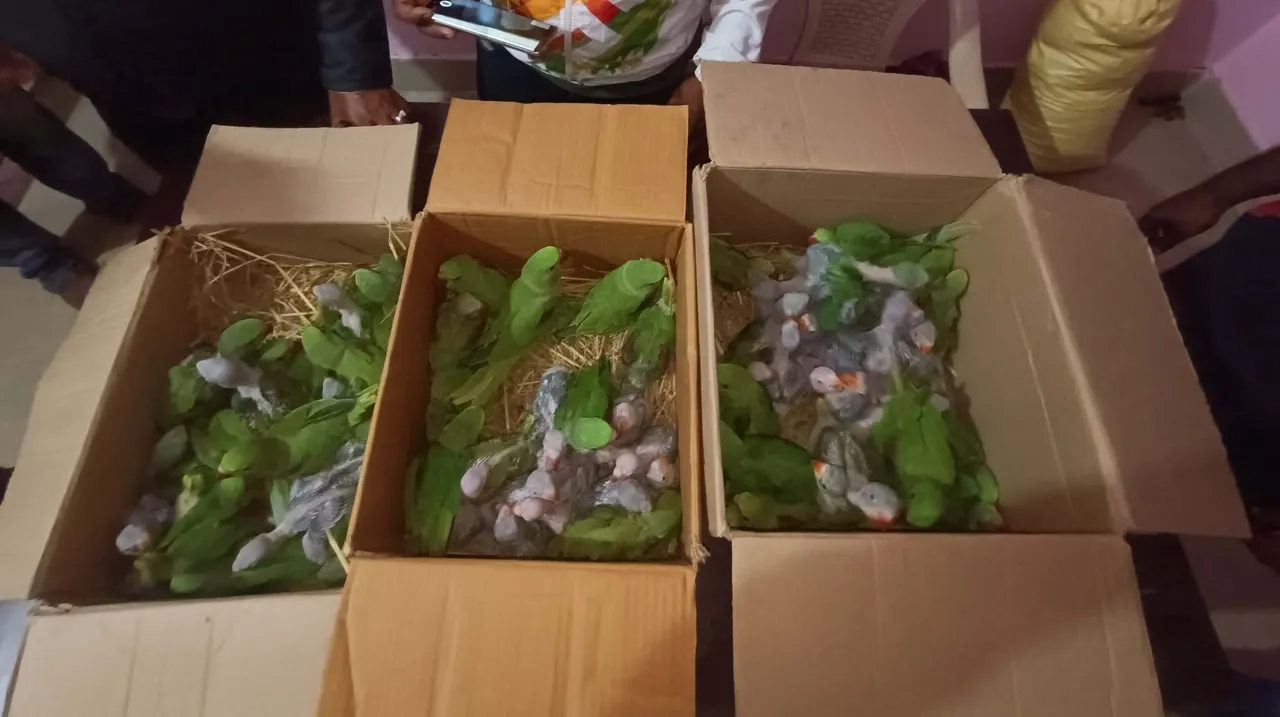 Illegal wildlife trade: 72 parrot chicks rescued in Odisha’s Jagatsinghpur; 2 held