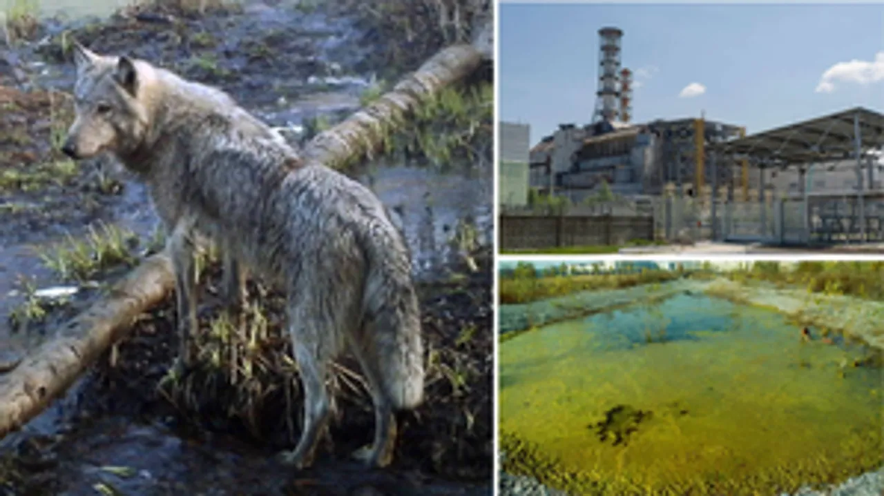  Mutant Chernobyl wolves develop anti-cancer abilities, may pave way for cure: Study