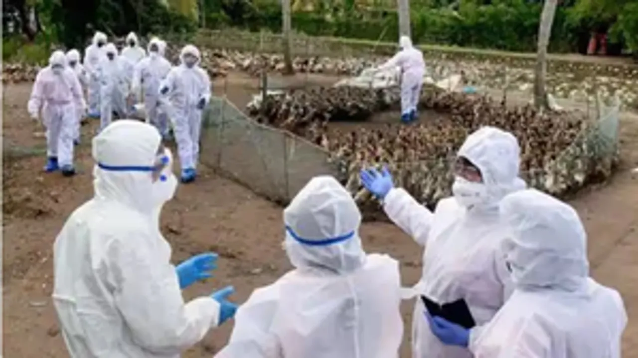  Japan culls 14,000 birds after avian flu outbreak