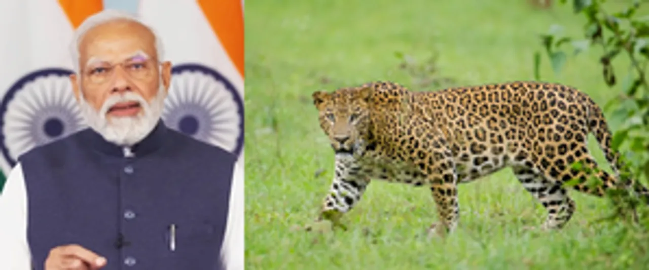  ‘Great News!’, PM Modi hails rise in country's leopard population