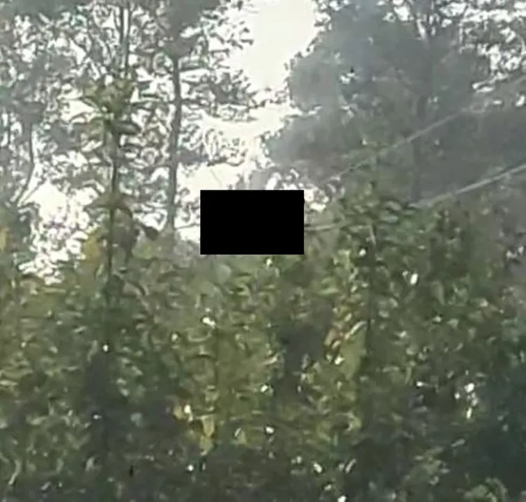  Electrocution: Man burnt alive atop 11 KV electric pole in Odisha's Mayurbhanj