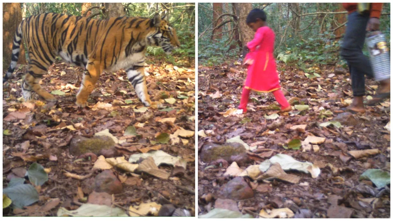  Peaceful coexistence! Tiger, villagers spotted taking same road inside Odisha’s Similipal
