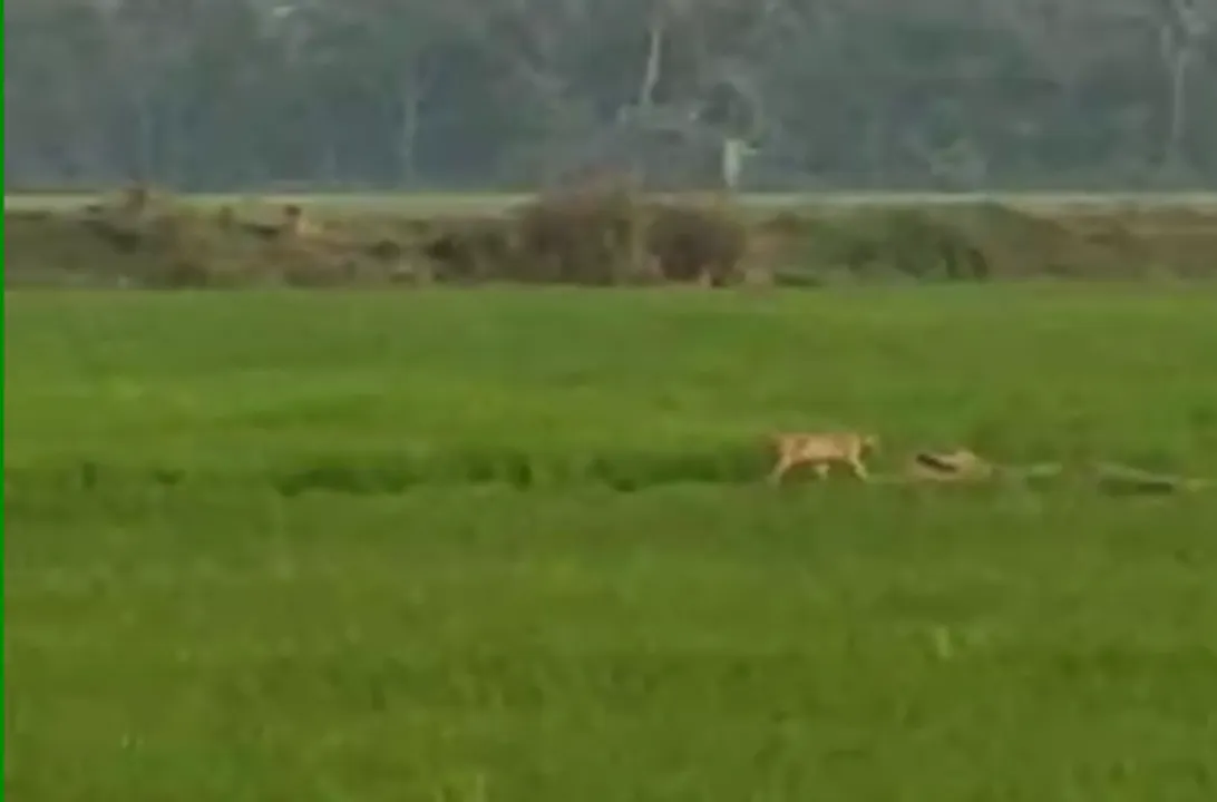 (Watch Video) Villagers claim to have spotted tiger in Odisha’s Puri; Forest dept team to visit spot
