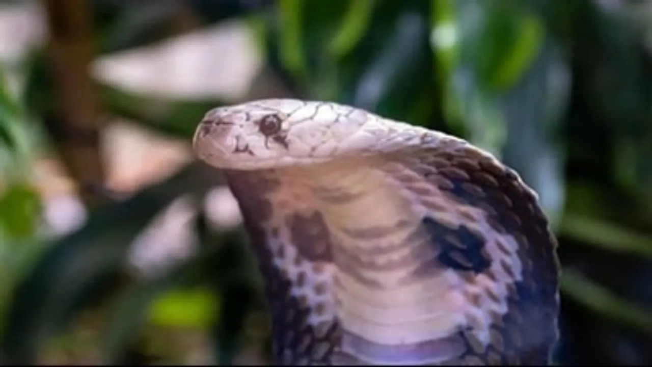  Indian, US researchers develop universal anti-venom for lethal snake toxins