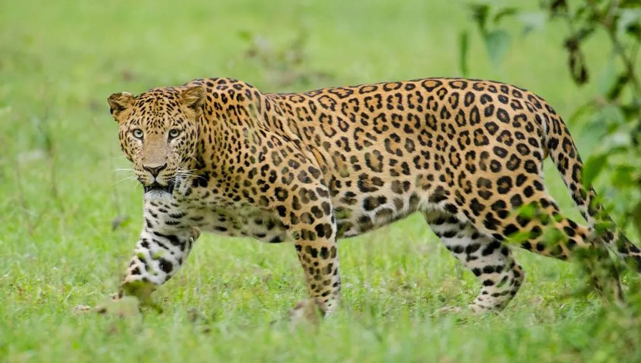  Leopard numbers drop significantly in Odisha: MoEF Report