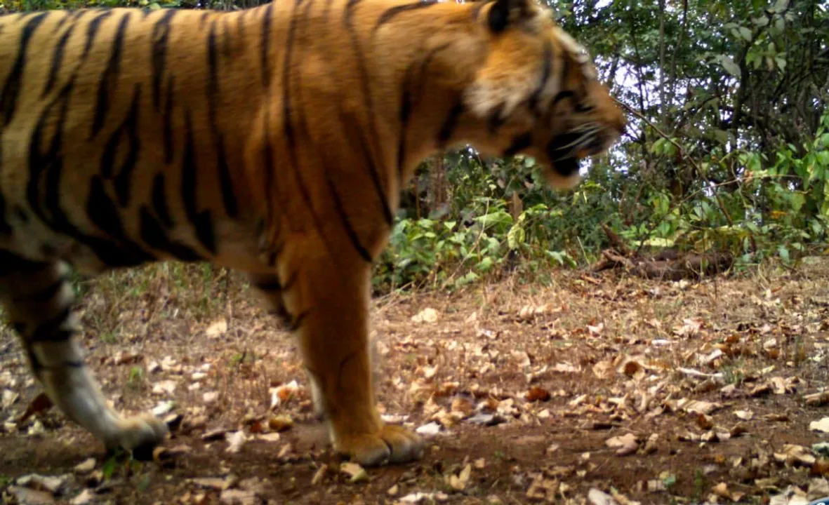  Tiger sighted in Odisha’s Sundargarh after 2 decades