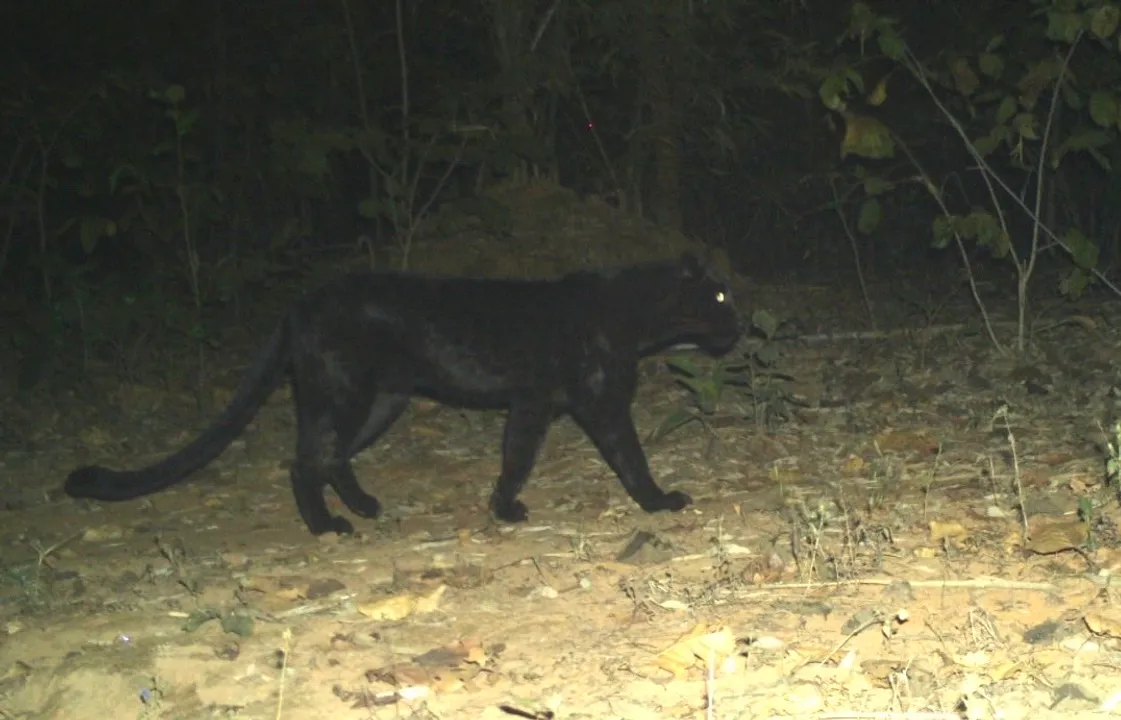  Black panther spotted for first time in Odisha forest in 2018 captured on camera again