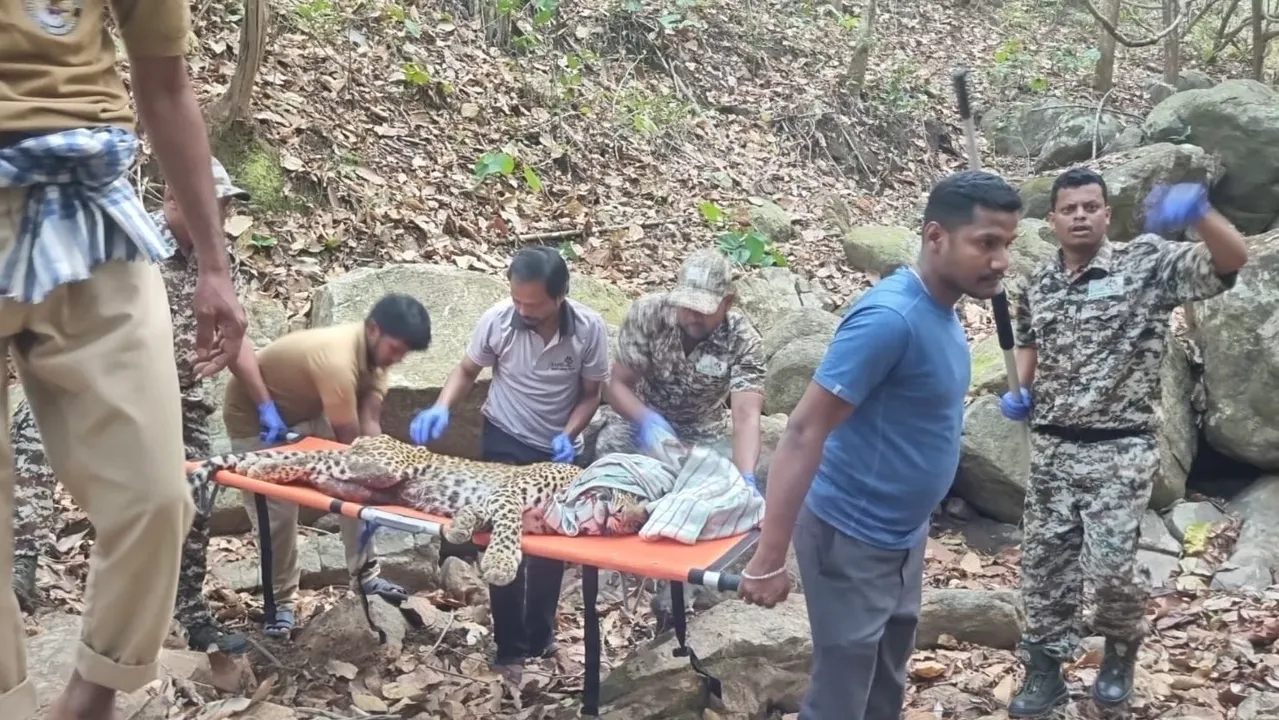 Injured leopard rescued from Dasapalla forest in Odisha; OUAT experts to treat the animal