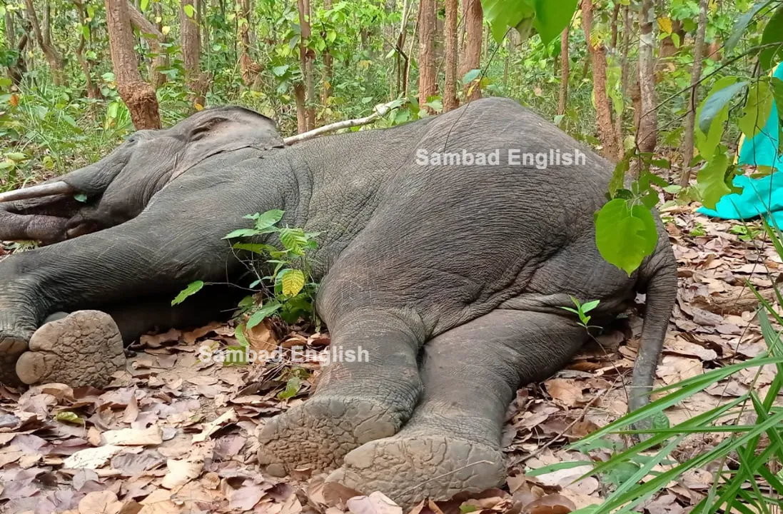  Sick tusker dies in forest of Ghumusar North division in Odisha’s Ganjam
