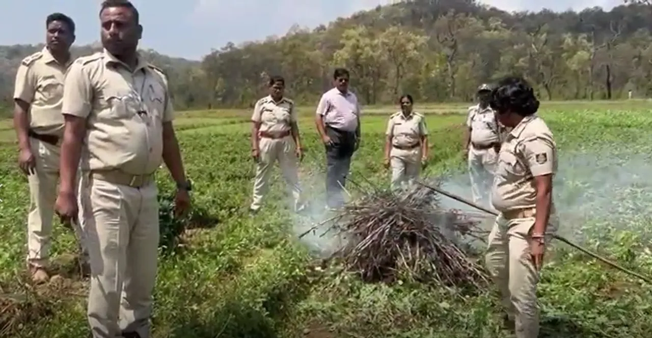 Odisha: Over 15 acre poppy crops destroyed in Similipal National Park